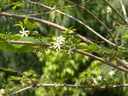 img/plants/apocynaceae/holarrhena_pubescens_1.jpg