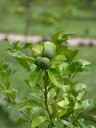 img/plants/rutaceae/citrus_aurantium.jpg