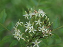 img/plants/rutaceae/murraya_koenigii_2.jpg