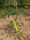 img/plants/solanaceae/capsicum_annuum_1.jpg