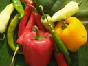 img/plants/solanaceae/capsicum_annuum_3.jpg