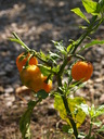 img/plants/solanaceae/capsicum_chinensis_habanero_1.jpg