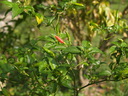 img/plants/solanaceae/capsicum_frutescens_1.jpg