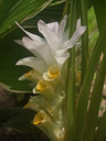 img/plants/zingiberaceae/curcuma_longa_2.jpg