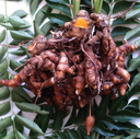 img/plants/zingiberaceae/curry_mix.jpg