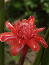 img/plants/zingiberaceae/etlingera_elatior_2.jpg