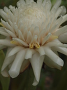 img/plants/zingiberaceae/etlingera_elatior_3.jpg